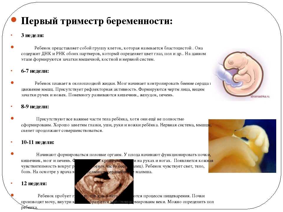 Первый триместр беременности: развитие плода, организм матери, рекомендации