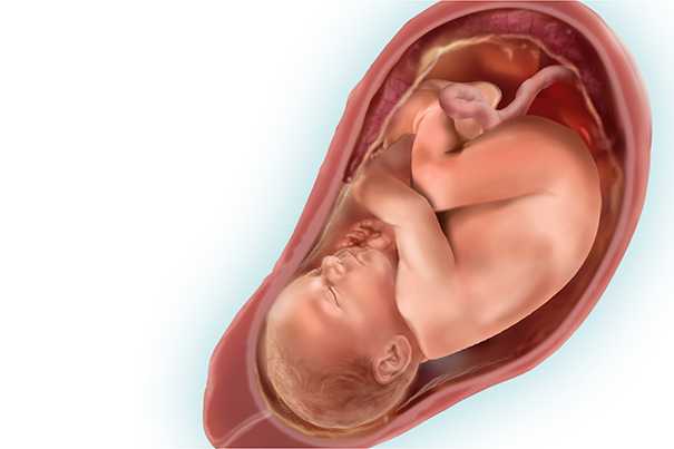 Ребенок на 38 неделе беременности (18 фото): что происходит с малышом, вес плода и шевеления, мало шевелится или активно, сильно, развитие – нормы и тахикардия