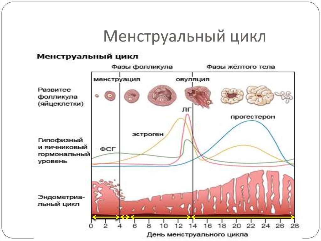 Выделения после овуляции фото