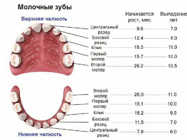 Сколько зубов должно быть в 5 лет у ребенка и старше, остаются ли молочные? | spacream.ru