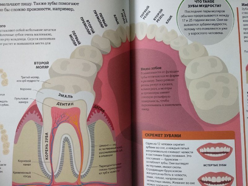 Может ли вырасти новый зуб. Психосоматика зубов мудрости. Зубы психосоматика. Разрушение зубов психосоматика. Зуб мудрости психосоматика.