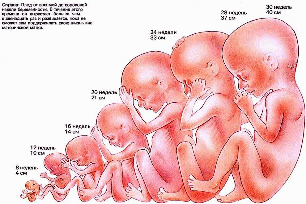 Беременность 5 акушерских недель. что происходит, узи, размер, развитие плода, ощущения беременной