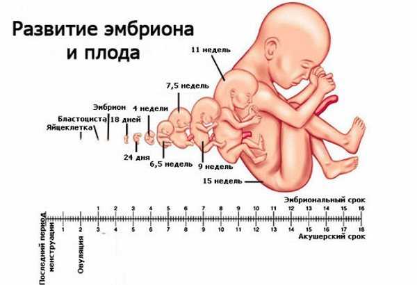 Узи на 6 неделе беременности: (25 фото) размер плода на 6 акушерской неделе, что показывает и как делают, особенности при двойне