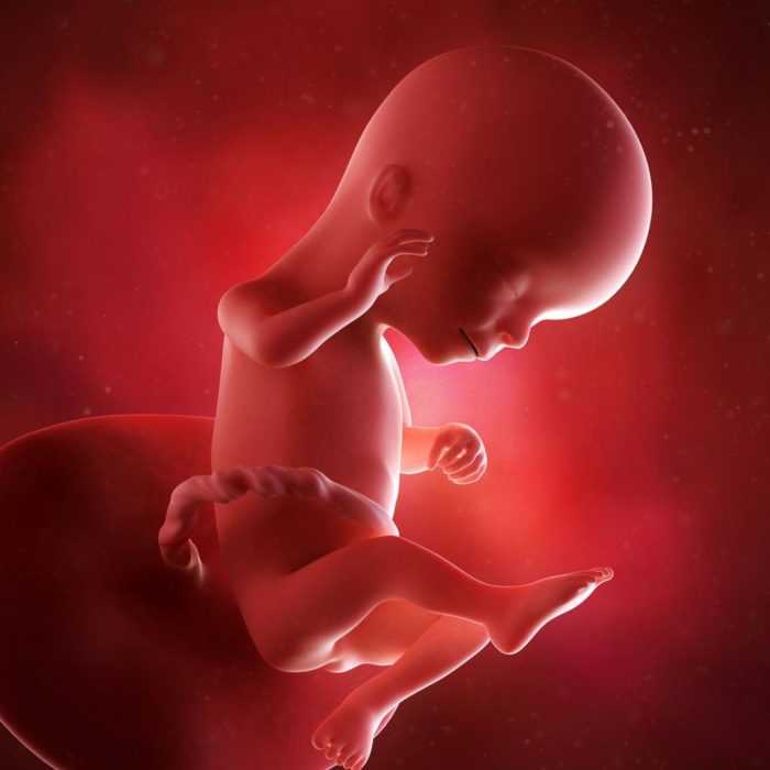Беременность 17 недель. развитие плода и ощущения женщины. мальчик или девочка, шевеления. фото живота, узи