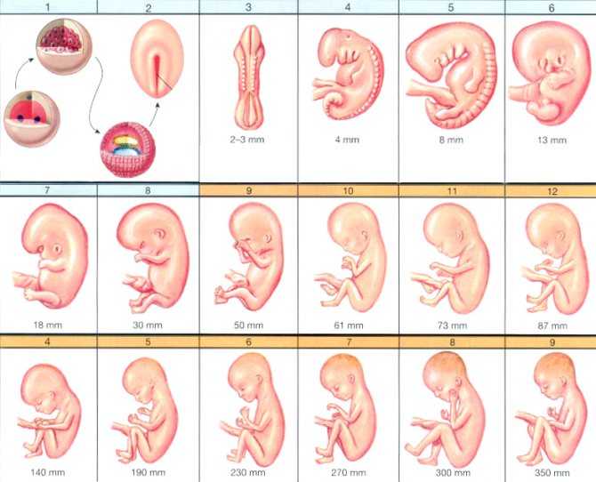 Развитие ребенка в утробе матери - этапы развития плода по неделям
