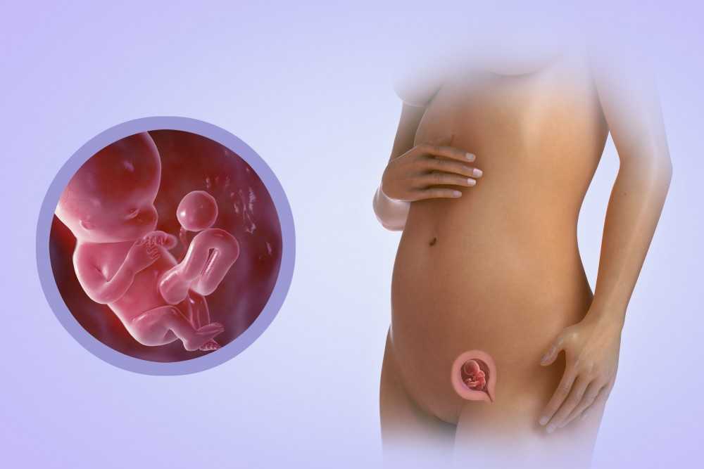 Развитие плода на 12 неделе беременности (18 фото): что происходит с малышом и как он выглядит, пол ребенка по сердцебиению и размер
