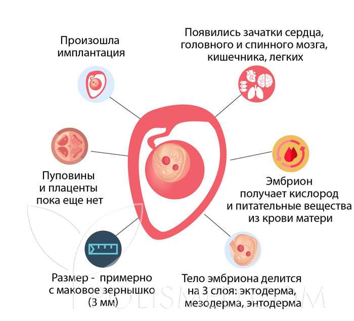 Имплантационное кровотечение. фото, что это такое, у всех ли бывает, когда делать тест на беременность, на какой день происходит после переноса эмбрионов