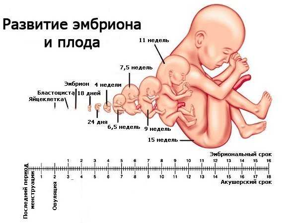 33 неделя беременности (55 фото): что происходит с малышом и мамой, 32 акушерская неделя – сколько это месяцев, секс, развитие плода, отзывы