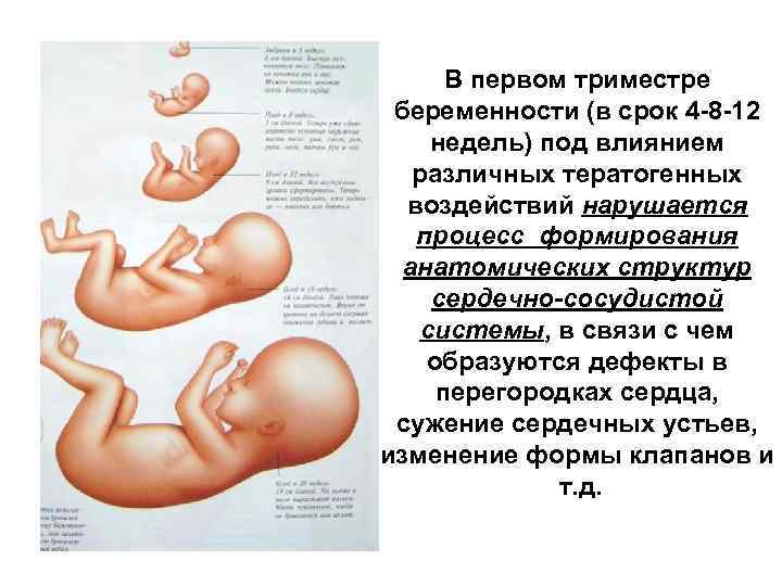 Что происходит во втором триместре беременности. второй триместр беременности: размер и вес плода, состояние беременной, необходимые анализы. есть ли ситуации, когда надо срочно бежать к врачу