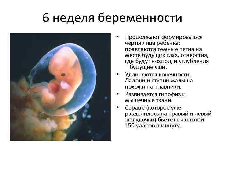 6 неделя беременности (46 фото): что происходит с малышом и мамой на 6 акушерской неделе или 4 от зачатия, симптомы, развитие и ощущения, простуда