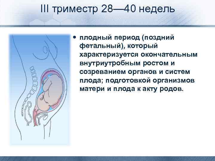 2 триместр беременности: с какой недели, что происходит с плодом, возможные осложнения :: syl.ru