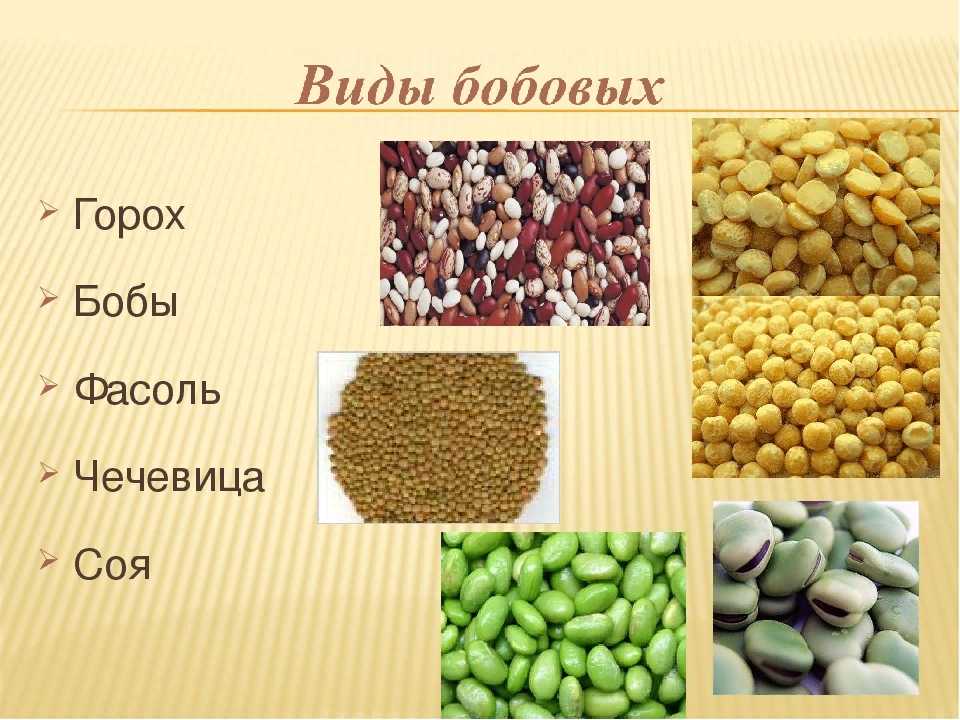 Когда вводить в прикорм бобовые. с какого возраста можно давать фасоль ребенку: правила и рекомендации по вводу в рацион бобовых