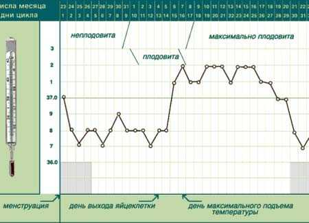 Базальная температура фото