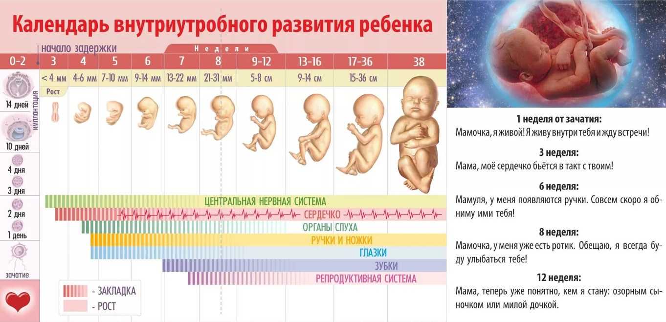 Календарь беременности по неделям