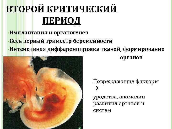 Триместры беременности по неделям и месяцам. таблица, фото живота и развития плода