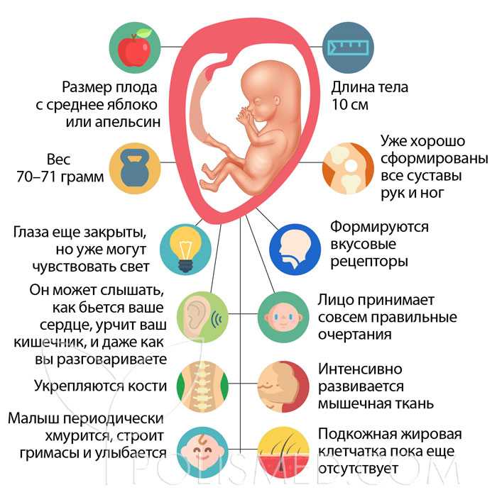 22 неделя беременности (56 фото): что происходит с малышом и мамой, сколько это месяцев, развитие на 21-22 акушерской неделе, ощущения и прибавка, секс
