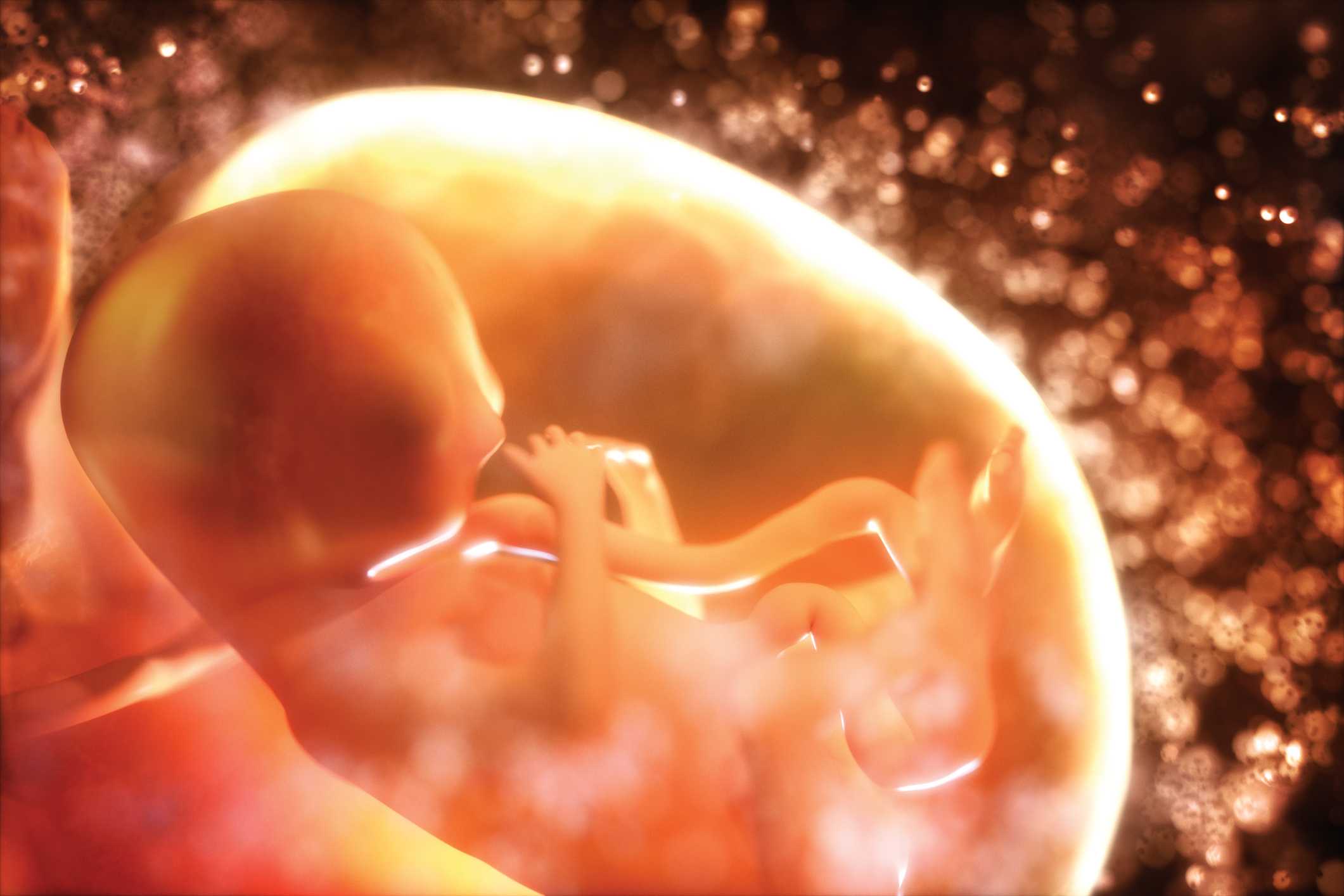 5 неделя беременности — что происходит в утробе