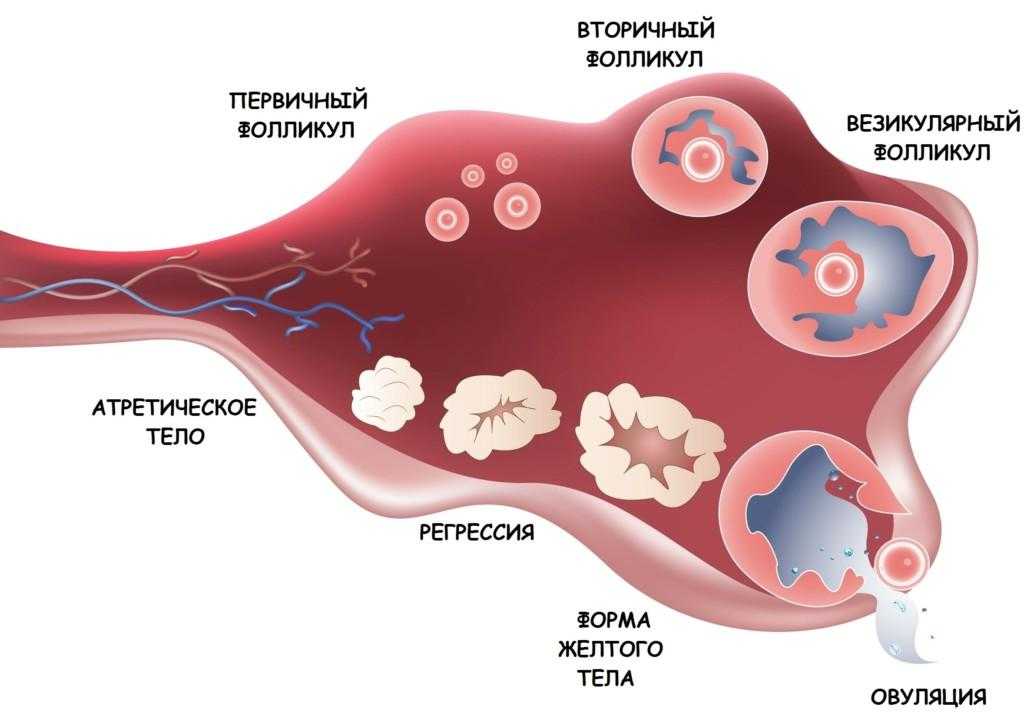 Единичные фолликулы в яичнике: что это, причины, диагностика